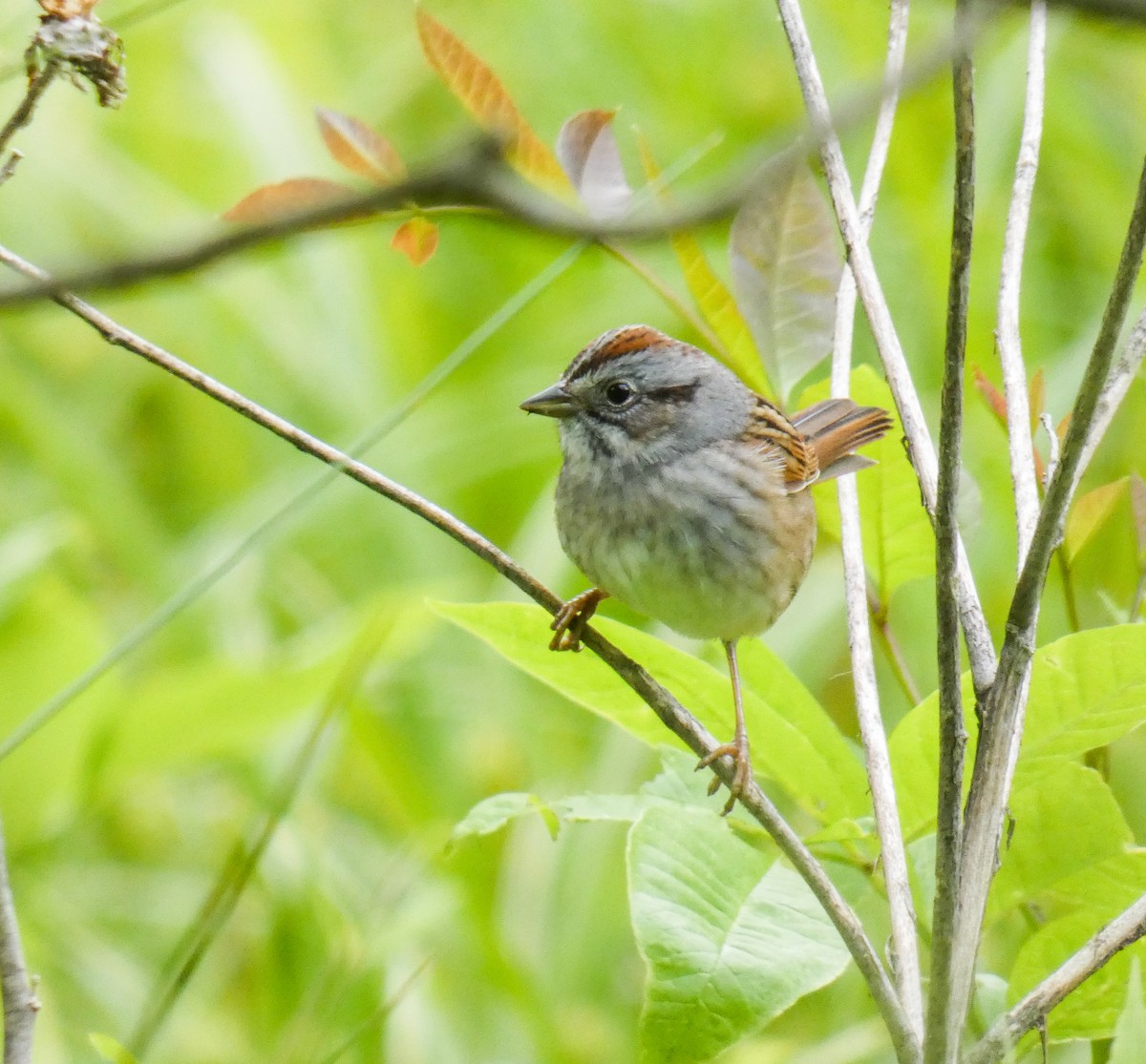 Swamp Sparrow - ML234524781