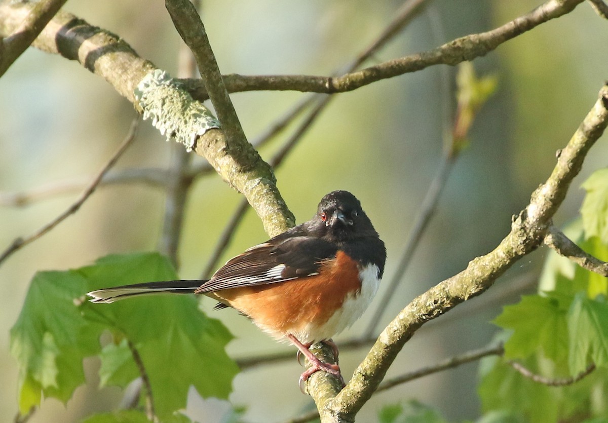Eastern Towhee - ML234526771