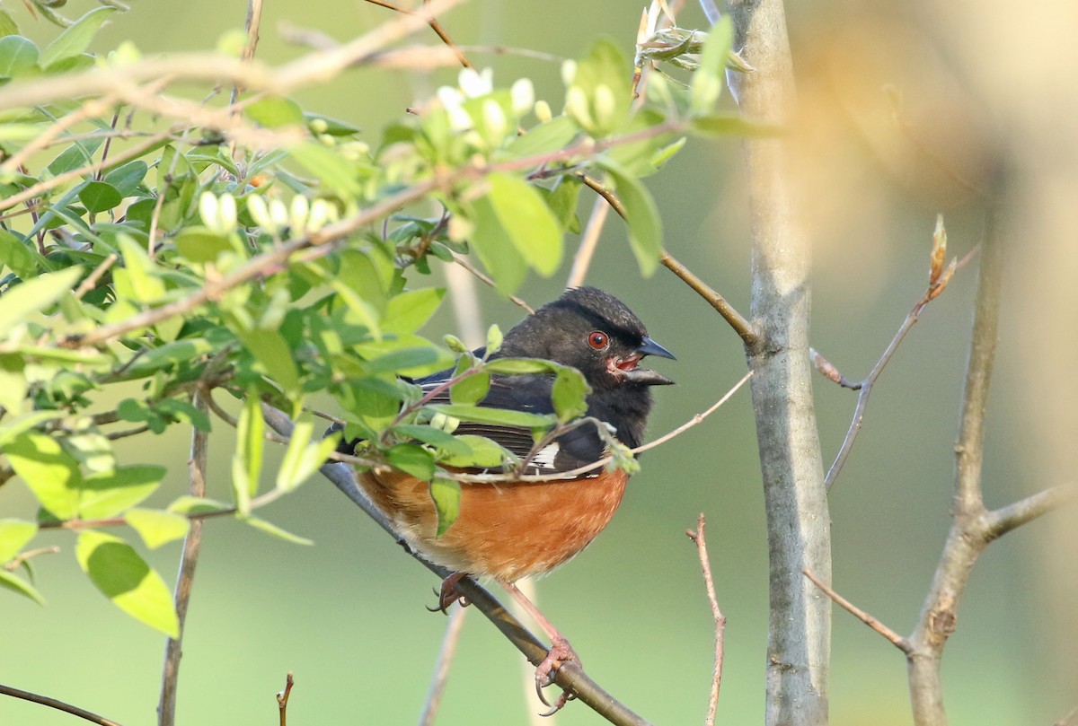 Eastern Towhee - ML234526801