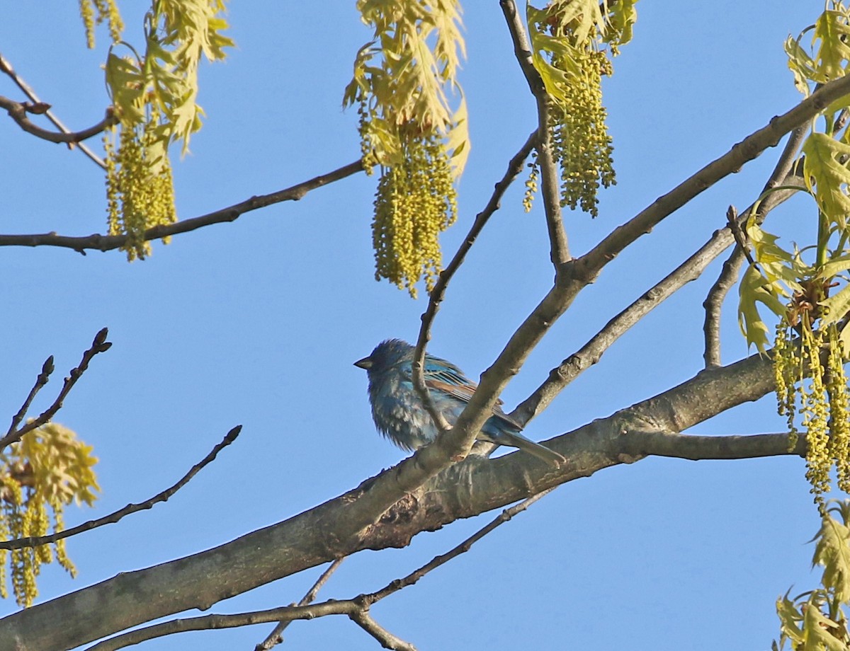 Indigo Bunting - ML234526951