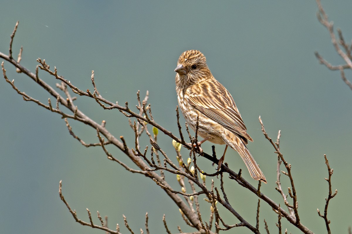 Himalayan Beautiful Rosefinch - Aseem Kothiala