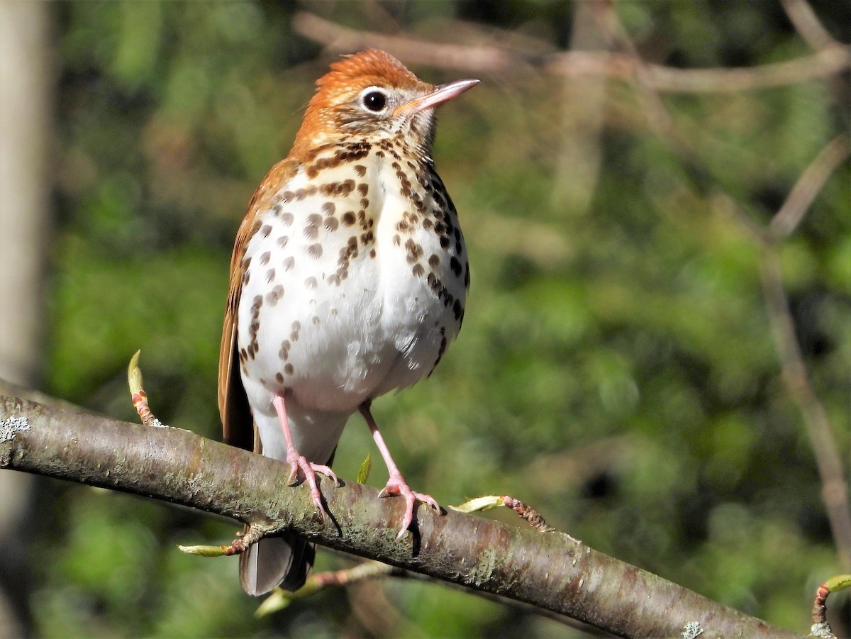 Wood Thrush - ML234527701