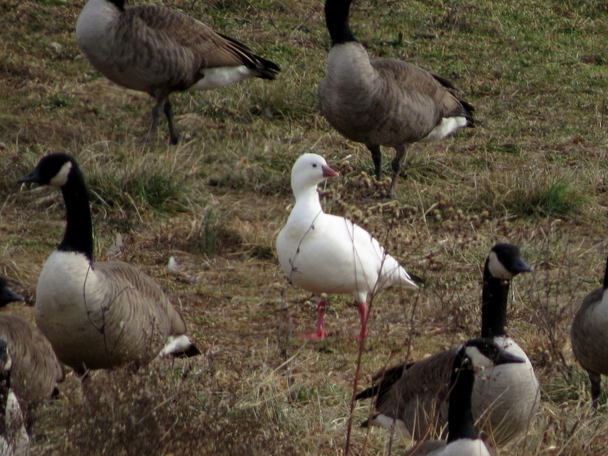 Ross's Goose - ML23452781