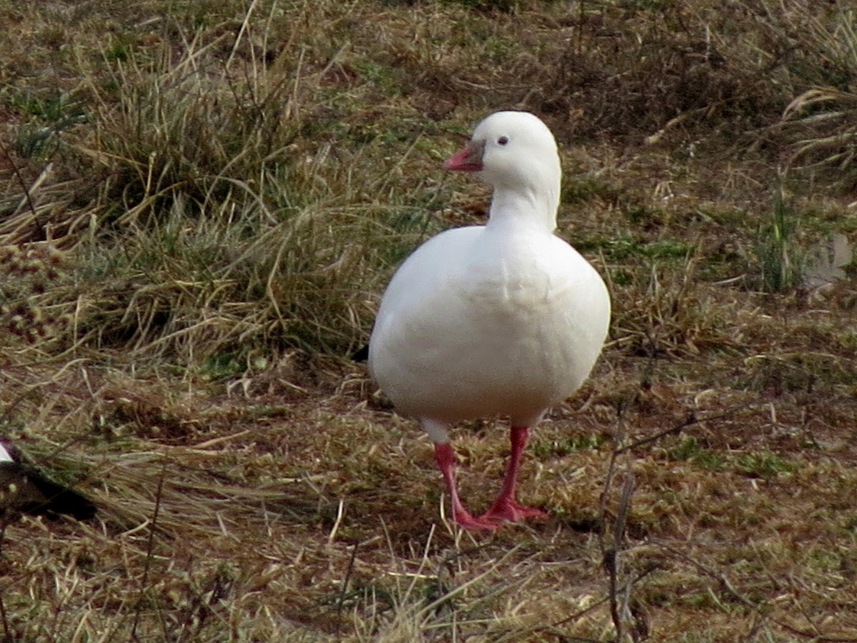 Ross's Goose - ML23452791