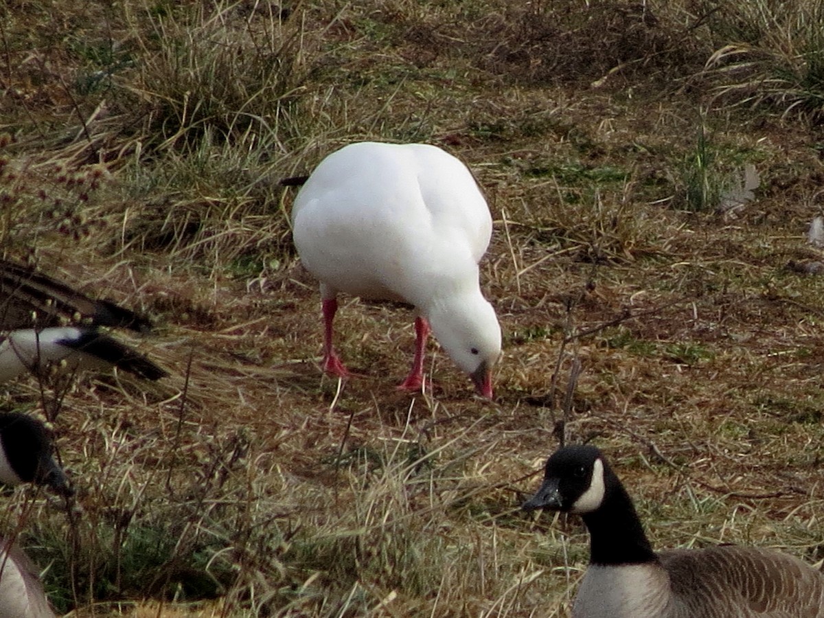 Ross's Goose - ML23452801