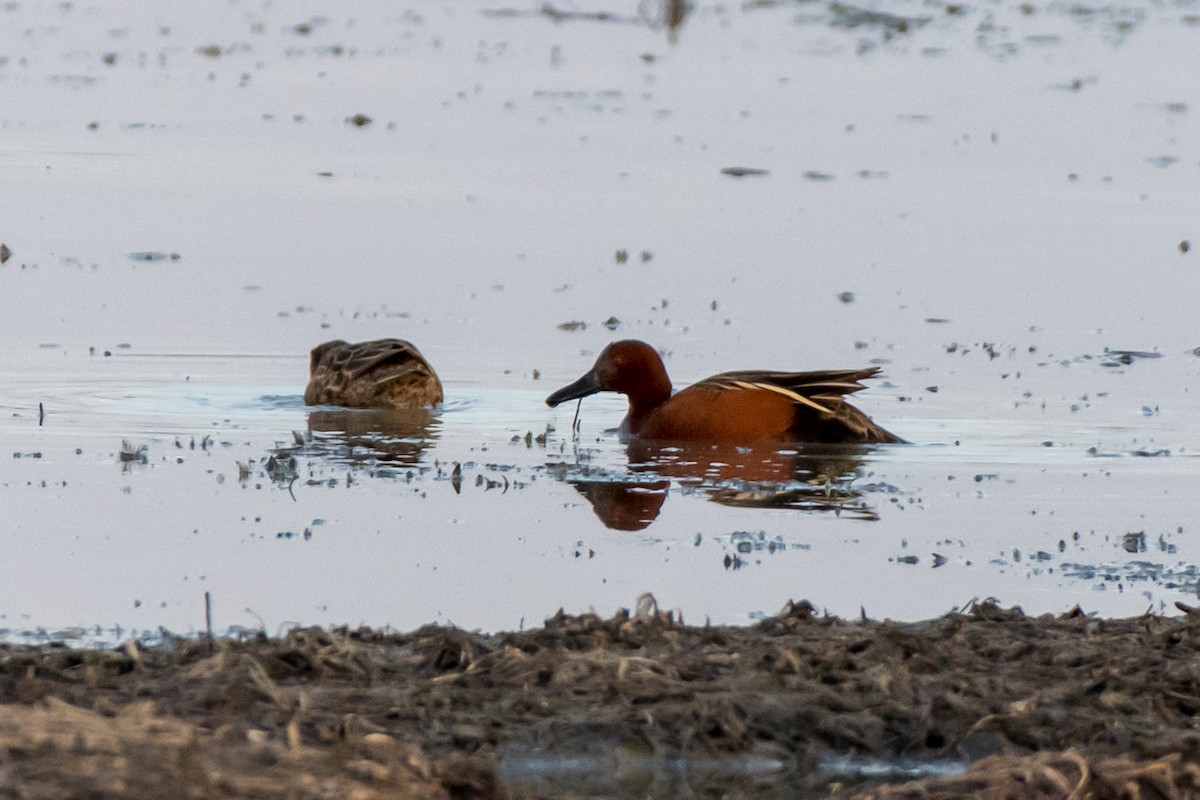 Cinnamon Teal - ML234528061