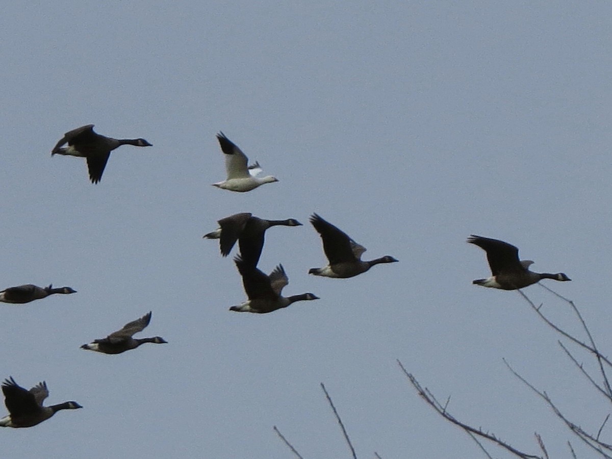Ross's Goose - ML23452811