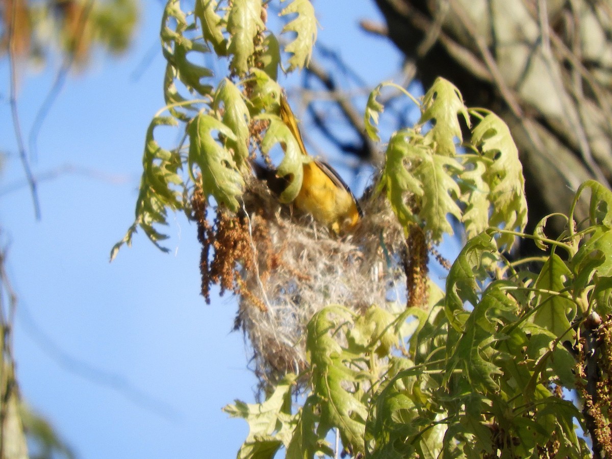 Baltimore Oriole - John Gaglione