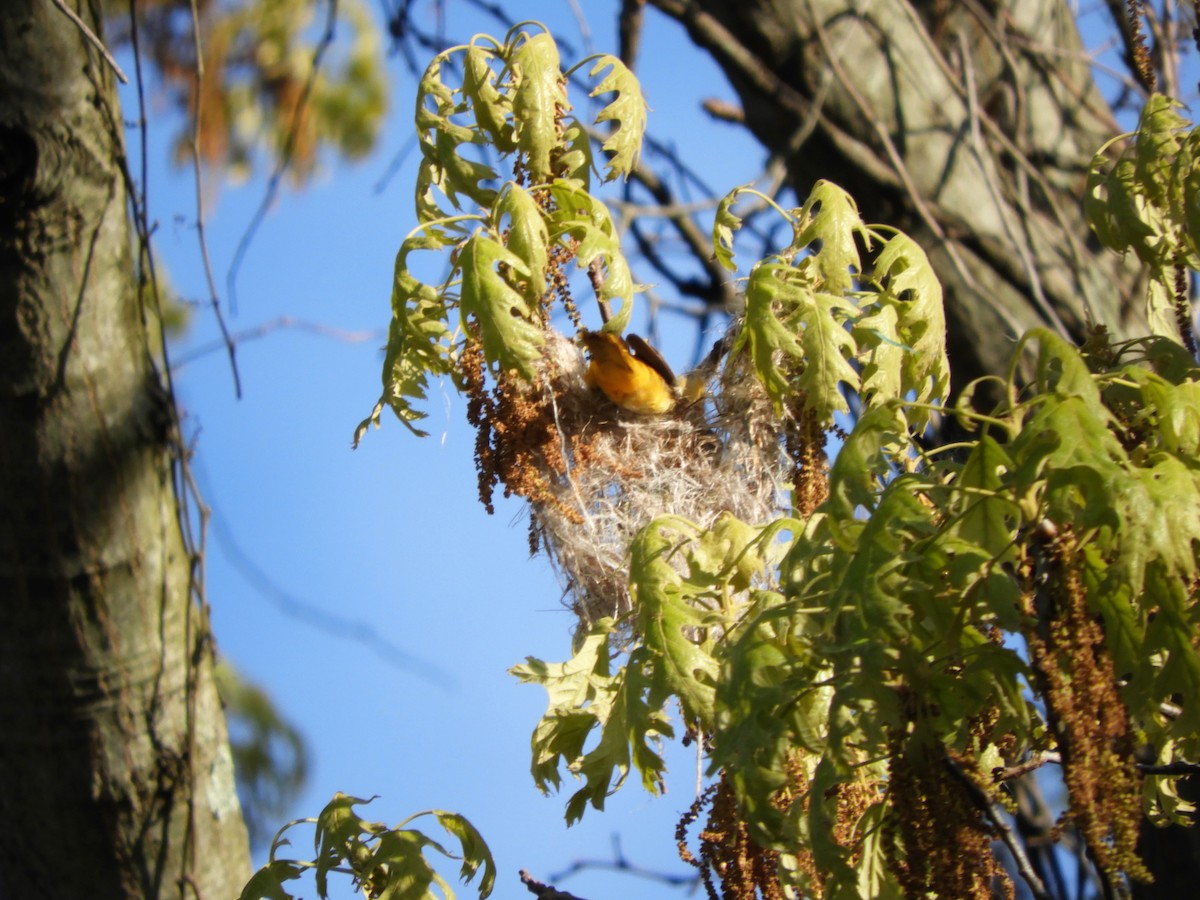 Oriole de Baltimore - ML234528251