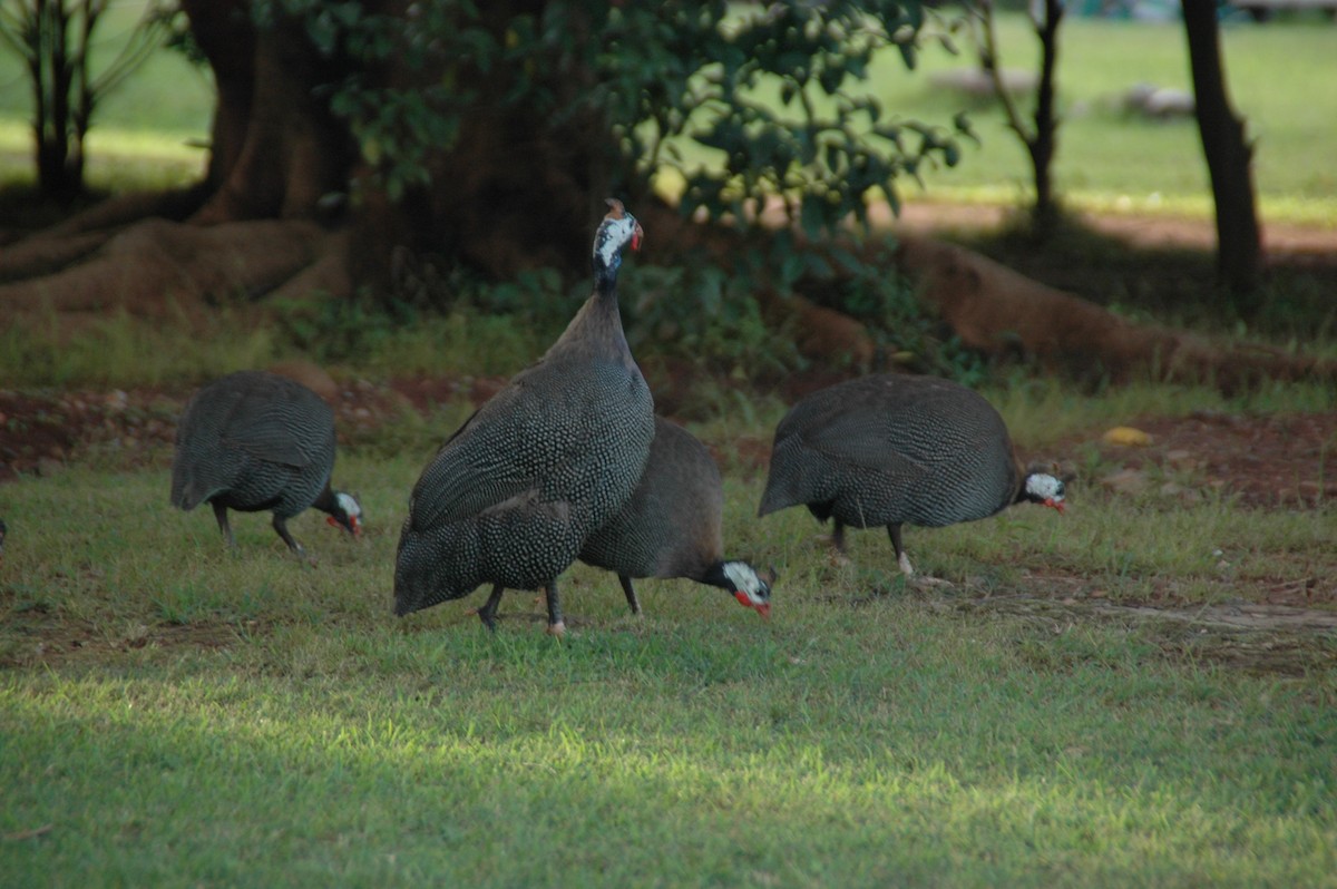 Helmeted Guineafowl - ML234528801