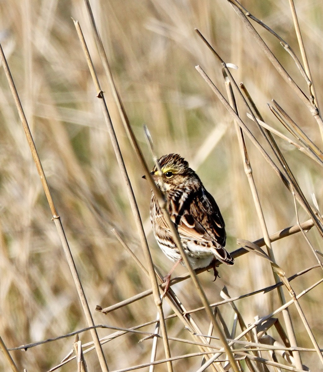 Savannah Sparrow - ML234529421