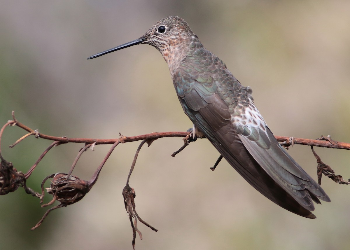 Giant Hummingbird - Cesar Bollatty - www.birdsofperutours.com