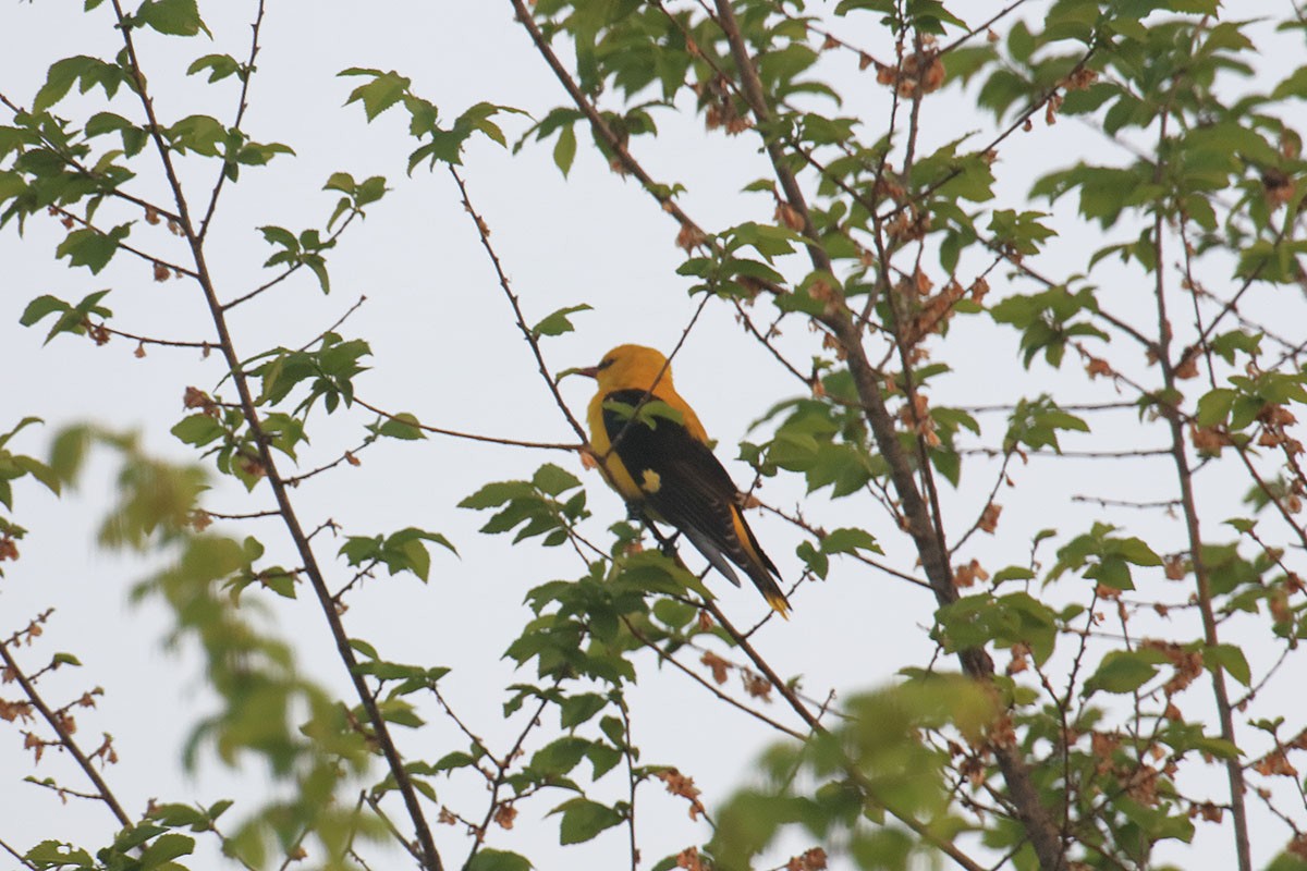 Eurasian Golden Oriole - ML234529641