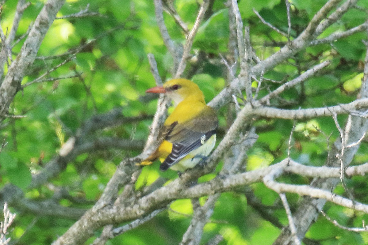 Eurasian Golden Oriole - ML234529731