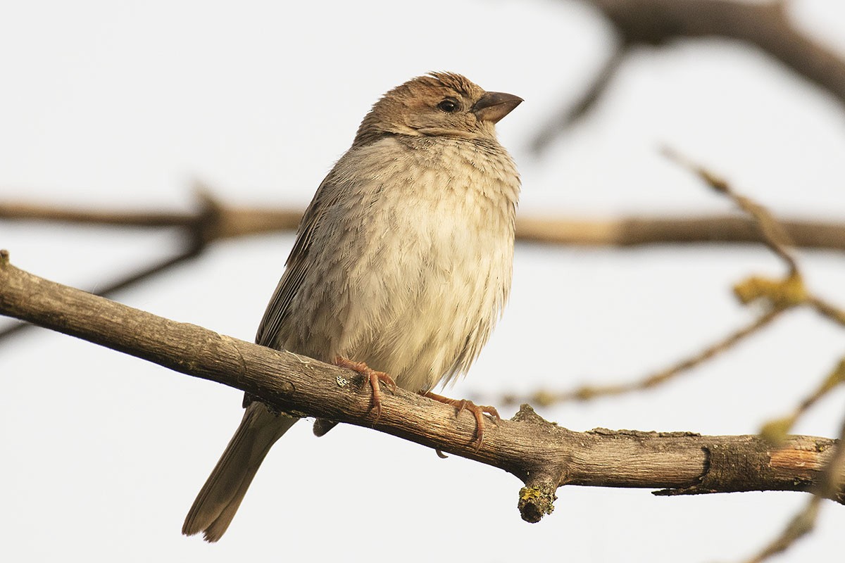 House Sparrow - ML234531131