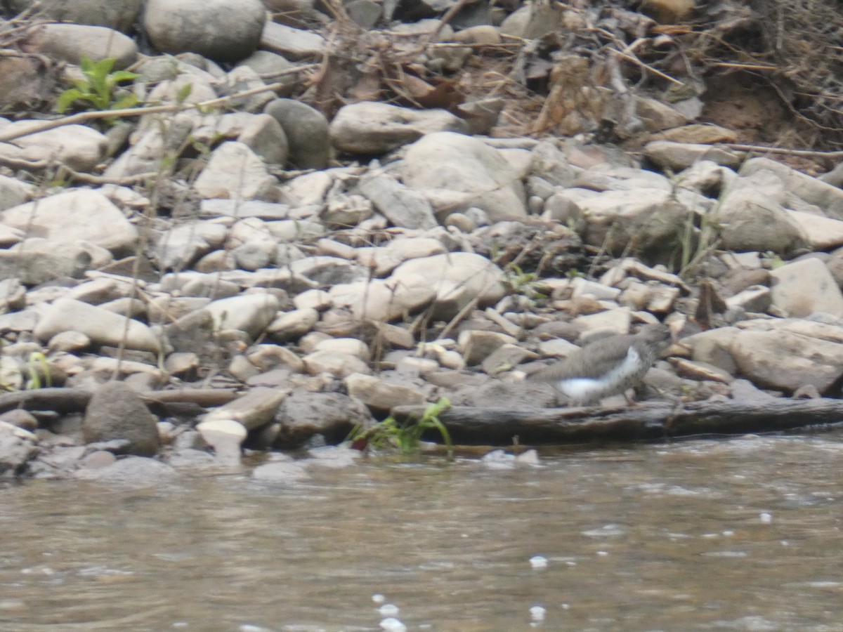 Spotted Sandpiper - ML234531841