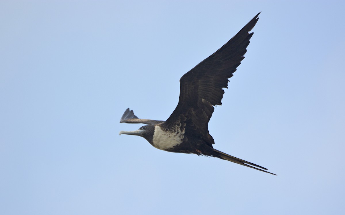 Magnificent Frigatebird - ML234532671