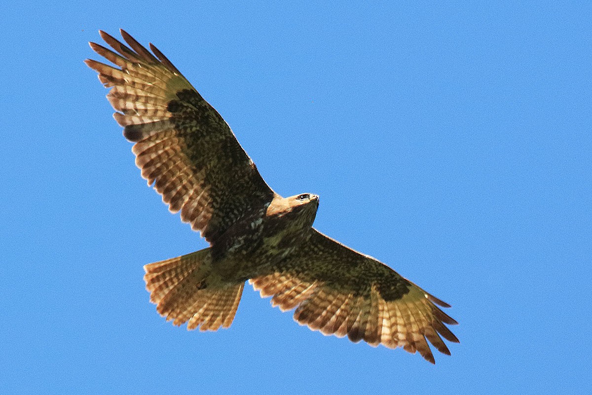 Common Buzzard - Vladimir Deryabin