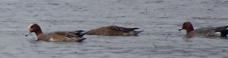 Eurasian Wigeon - Ralph Akkermans