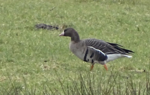 Greater White-fronted Goose - ML234534831