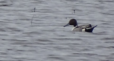 Northern Pintail - ML234534881