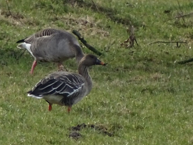 Tundra Bean-Goose - ML234535171