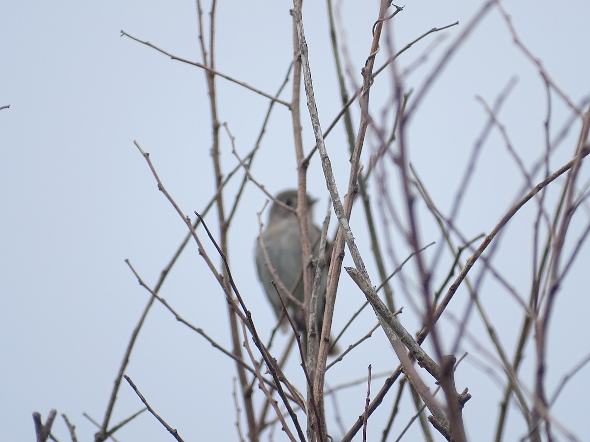 Dark-sided Flycatcher - ML234535311