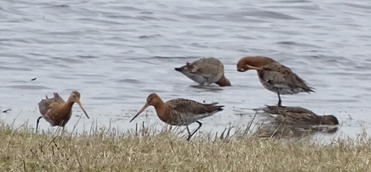 Black-tailed Godwit - ML234535641