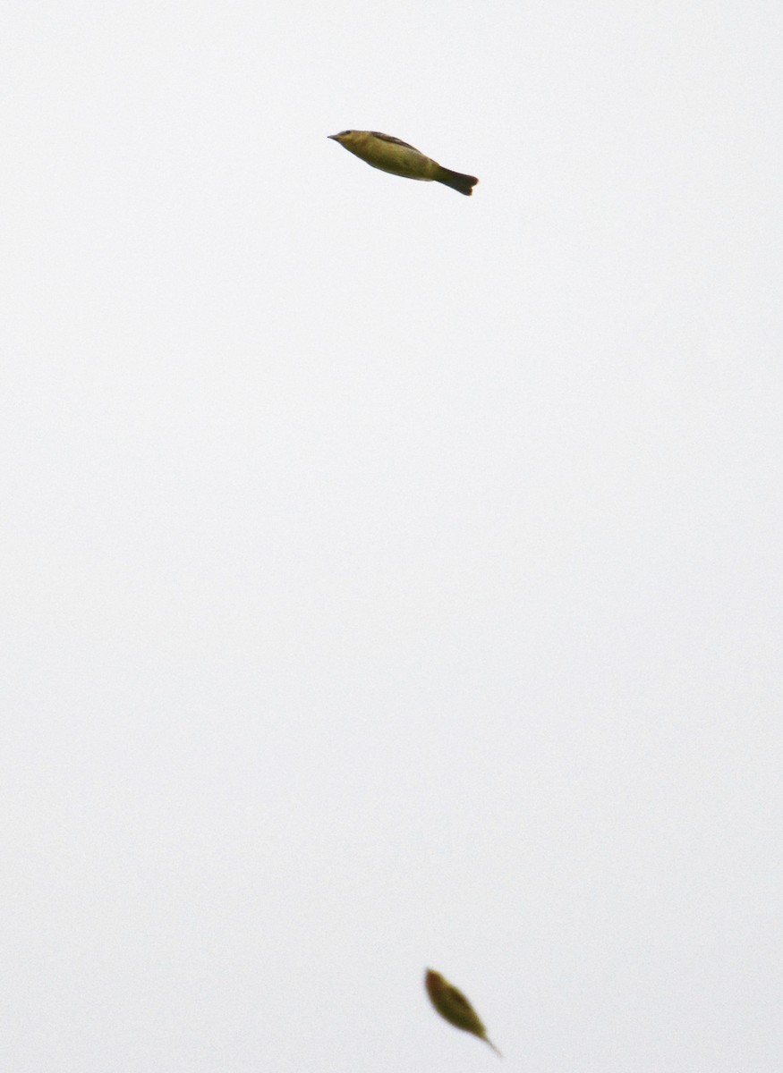 Western Tanager - Bridget Spencer