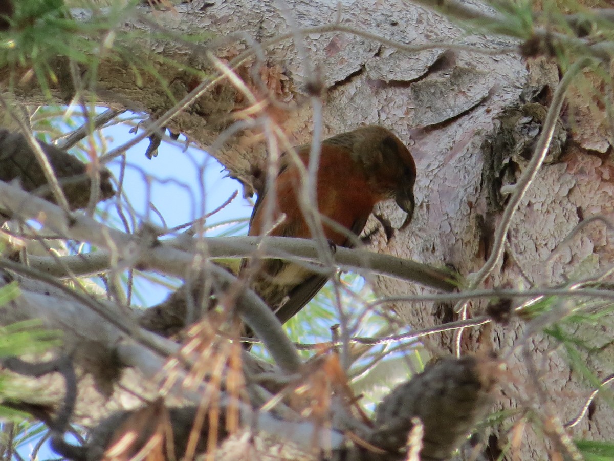 Red Crossbill - ML23453621