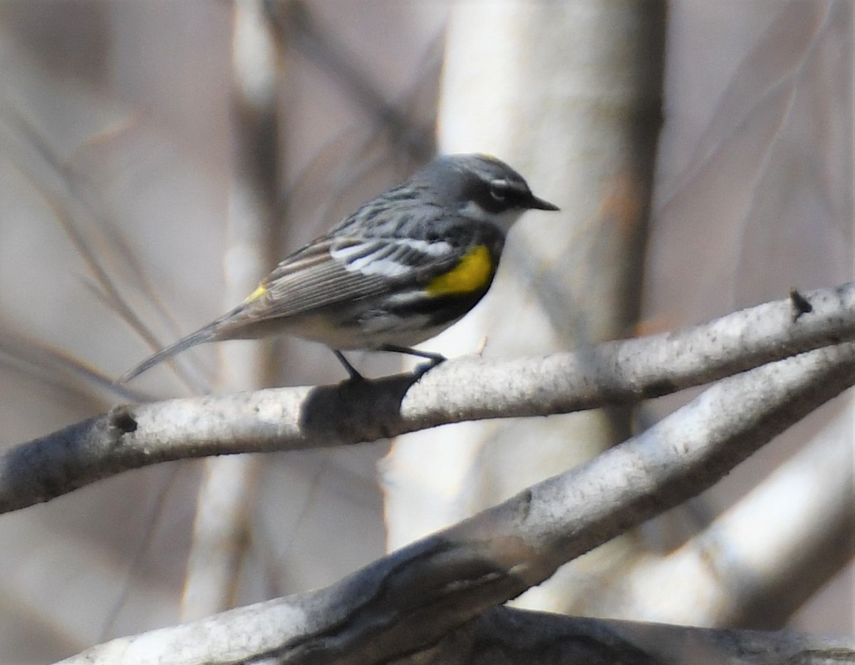 lesňáček žlutoskvrnný (ssp. coronata) - ML234536231