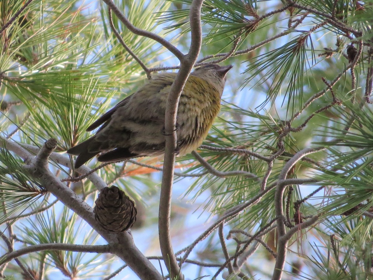 Red Crossbill - ML23453631