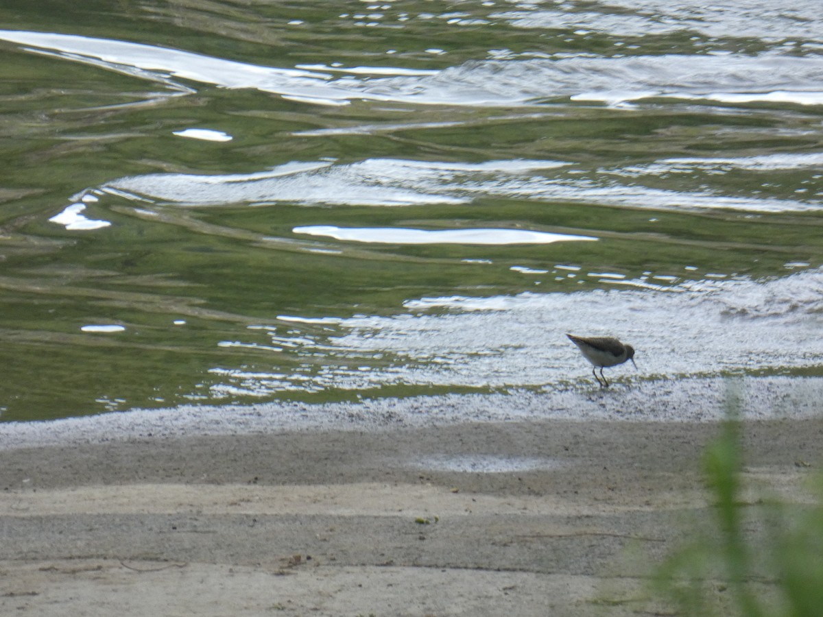 Solitary Sandpiper - ML234536631