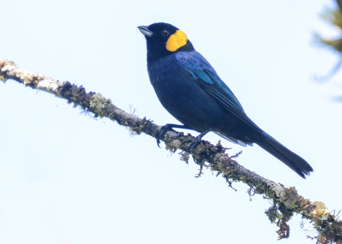 Yellow-scarfed Tanager - Cesar Bollatty - www.birdsofperutours.com