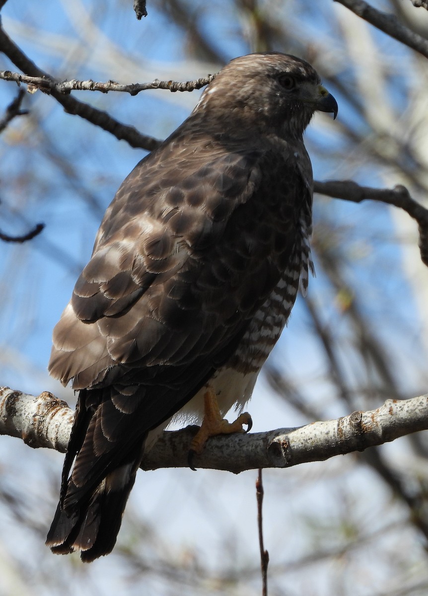 Broad-winged Hawk - ML234539281