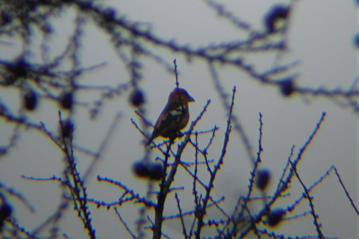 White-winged Crossbill (Eurasian) - ML234540321