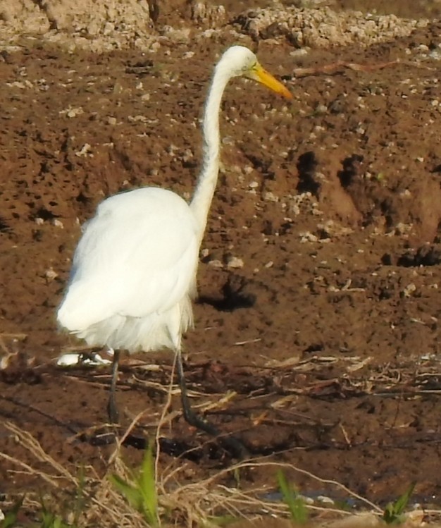 Great Egret - ML234541611