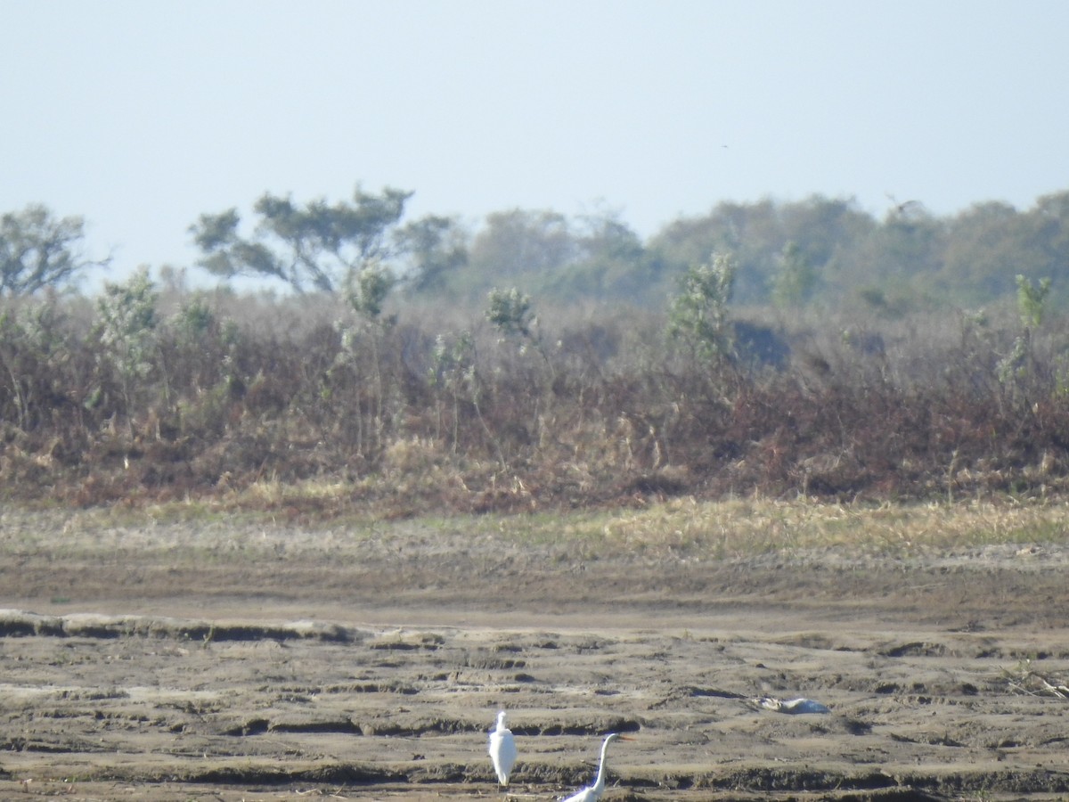 Great Egret - ML234541621