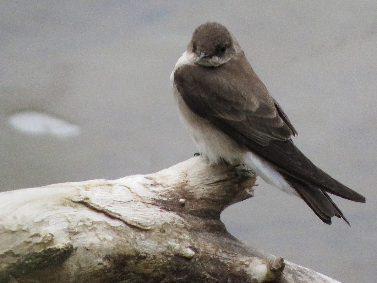 Northern Rough-winged Swallow - ML234542591