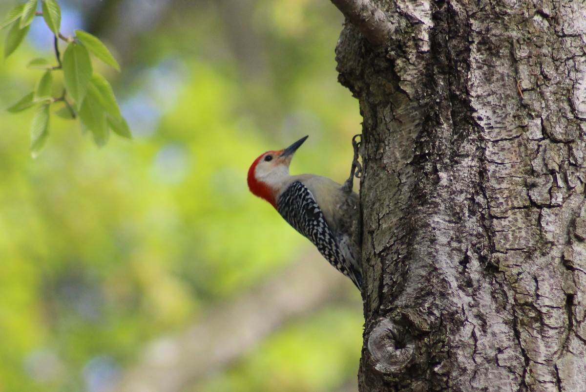 Red-bellied Woodpecker - ML234543781