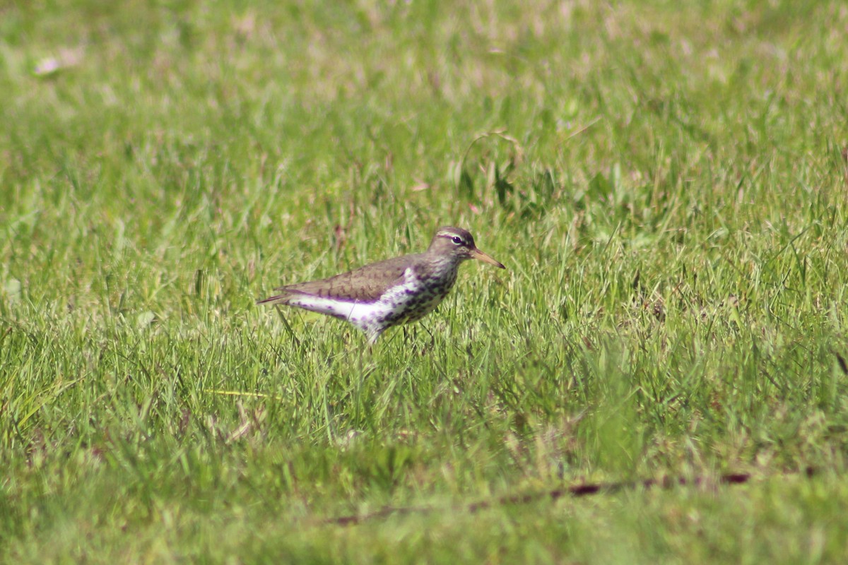 Spotted Sandpiper - Ty Sharrow