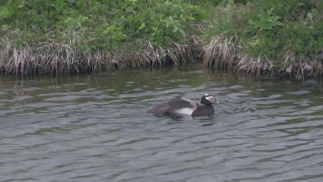 Long-tailed Duck - ML234545931