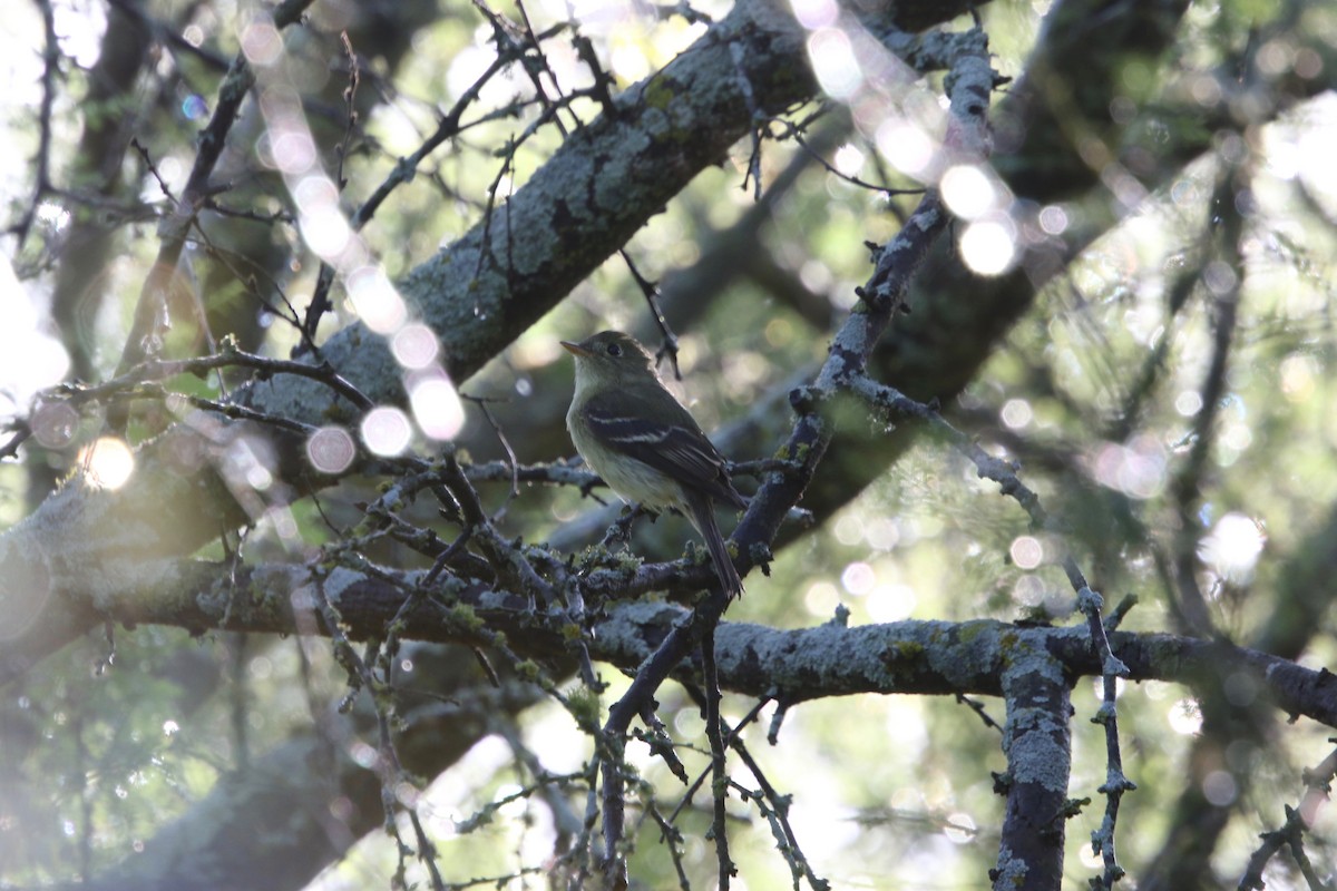 Yellow-bellied Flycatcher - ML234546551