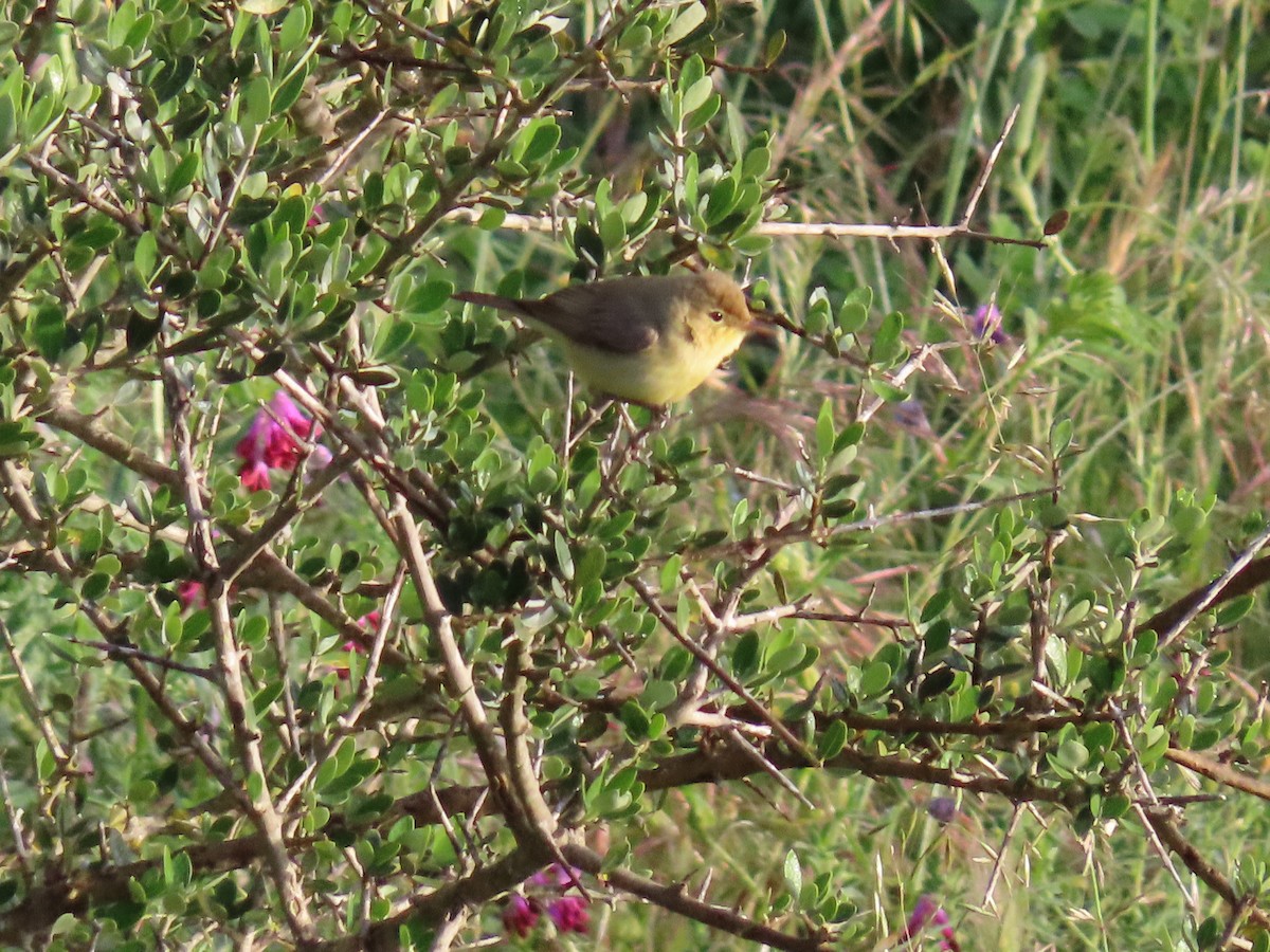 Melodious Warbler - ML234546711