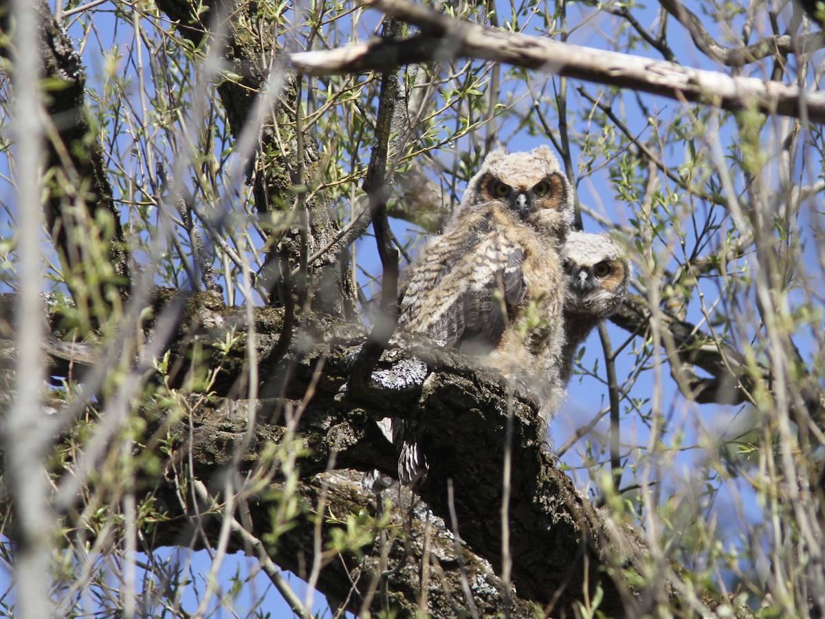 Great Horned Owl - ML234551551