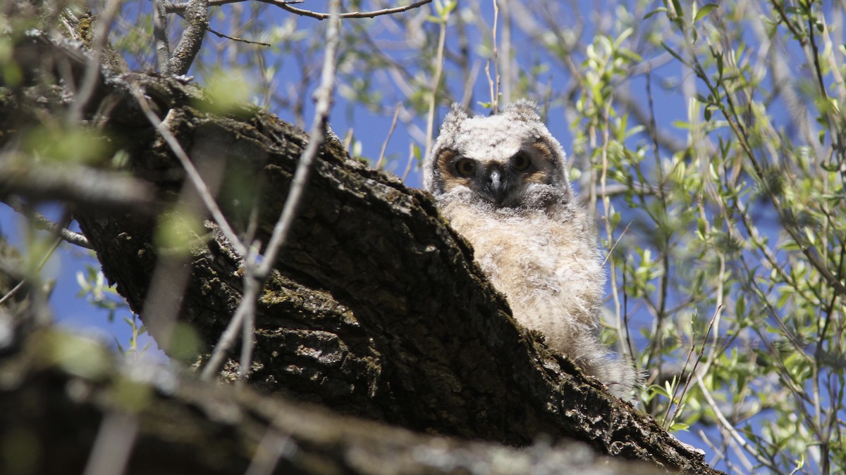 Great Horned Owl - ML234551561