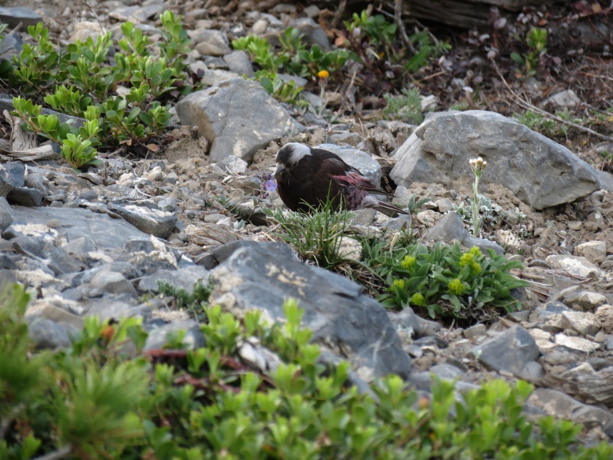 Black Rosy-Finch - ML234552021