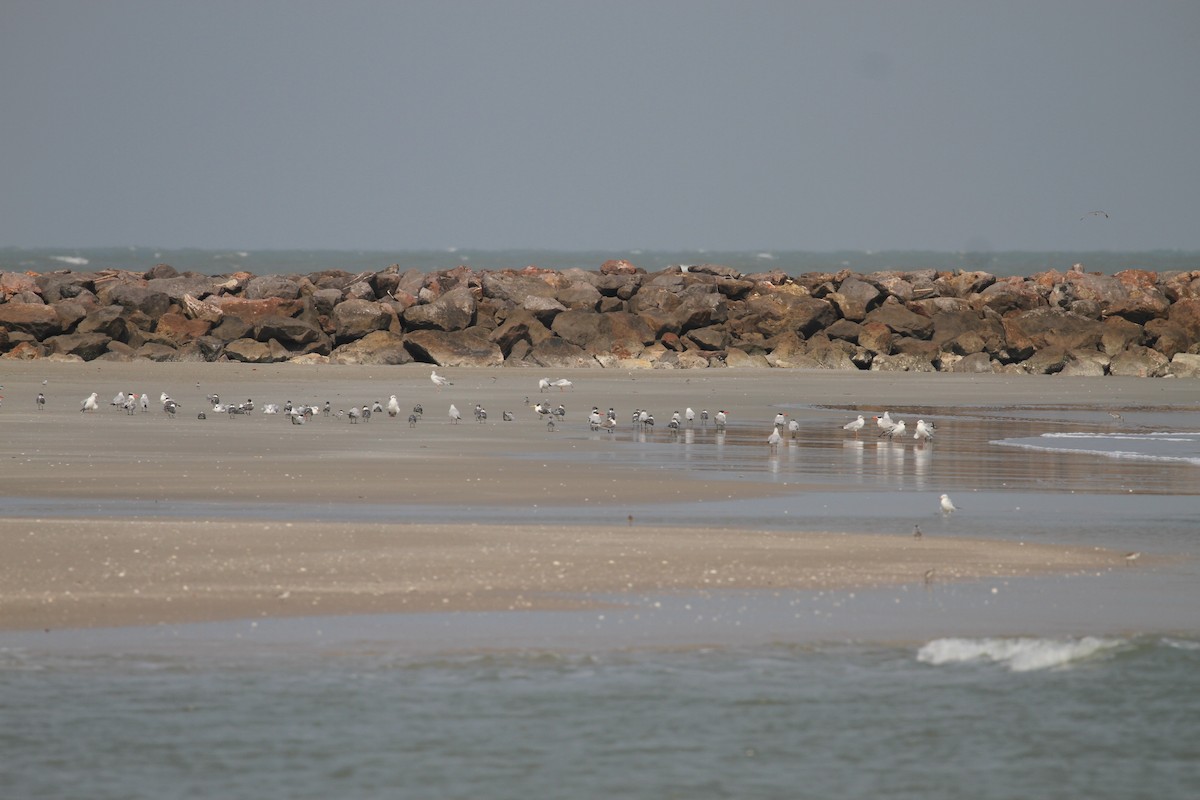 Whiskered Tern - R.D. Wallace