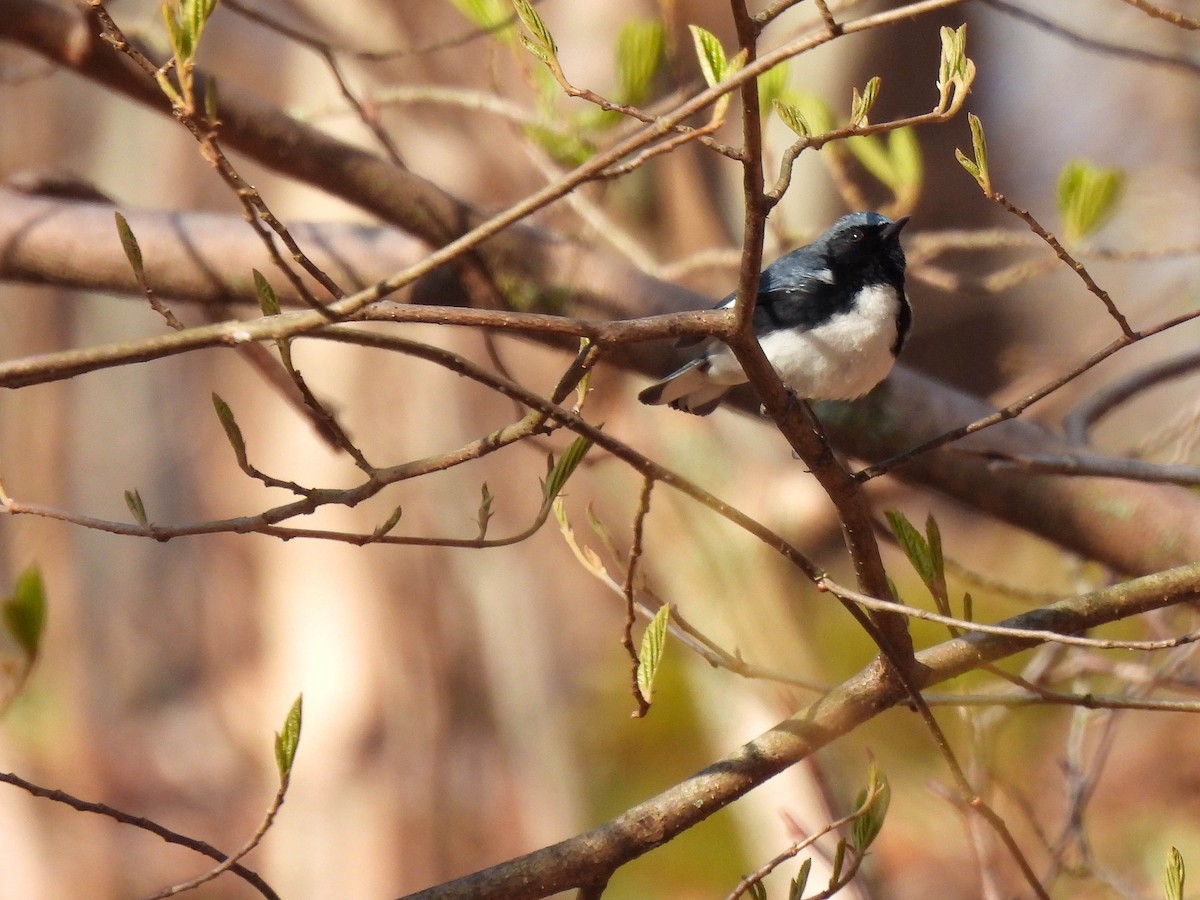 Black-throated Blue Warbler - ML234554121