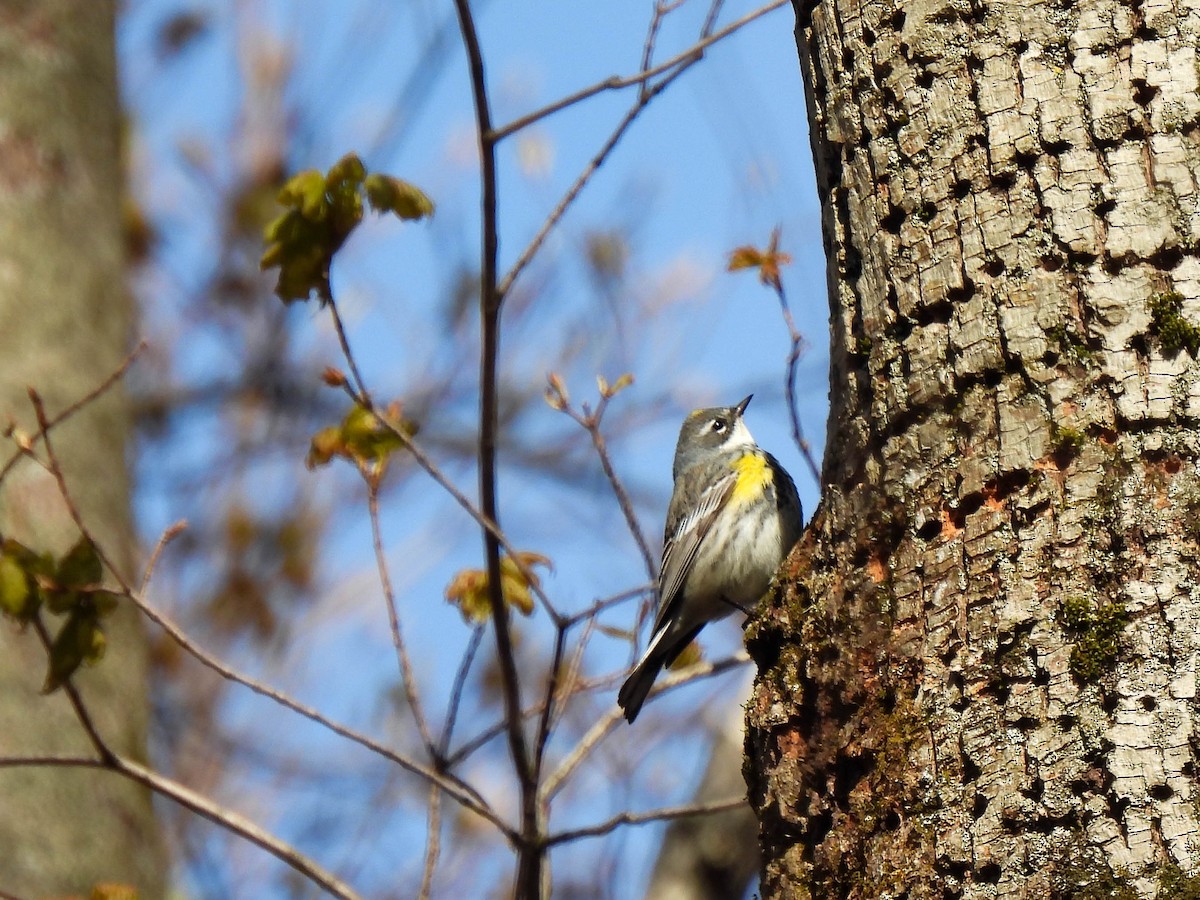 Yellow-rumped Warbler - ML234554201
